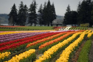 Tulips